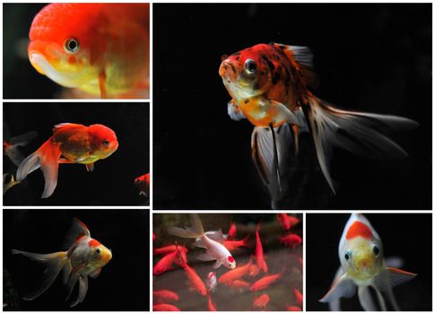 white and red goldfishes in a dark backgroud in a fishtank