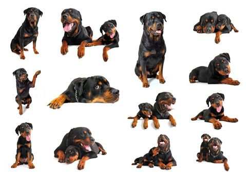 composite picture with puppy and adult purebred rottweiler in a white background