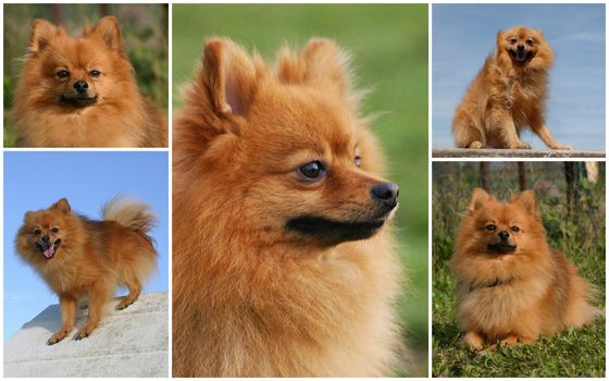 portrait of purebred pomeranian dog, composite pictures.