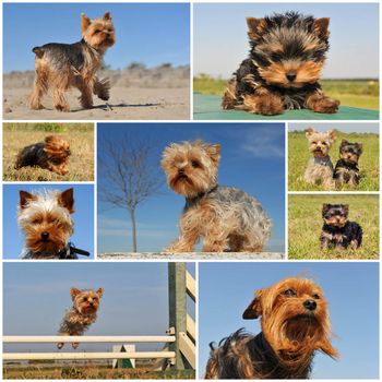 portrait of a purebred yorkshire terrier outdoors