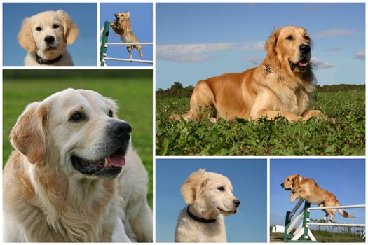 composite picture with purebred dogs and puppies golden retriever