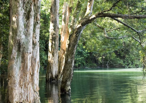 tree in water in forest