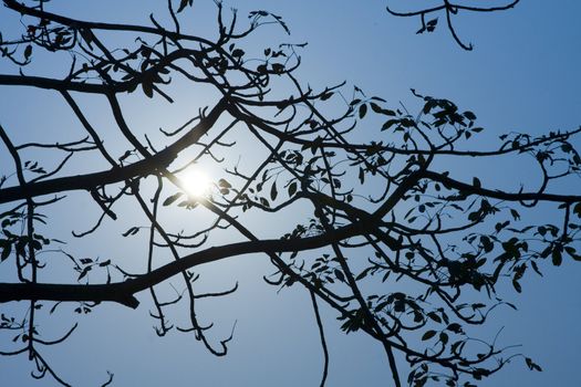 Silhouette of a willow tree with the sun behind the tree 