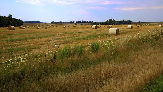 Farm field full of round bales of hay during harvest season