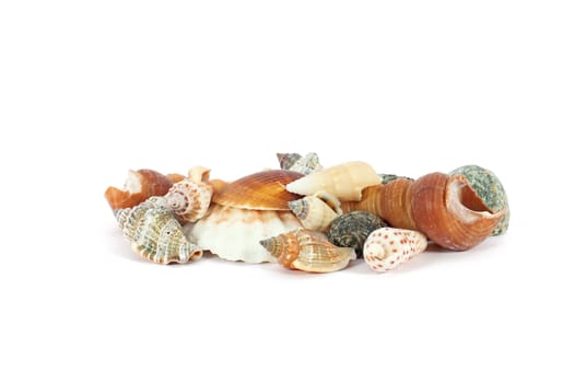 Heap of seashells isolated on a white background
