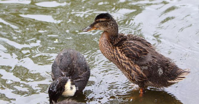 ducklings