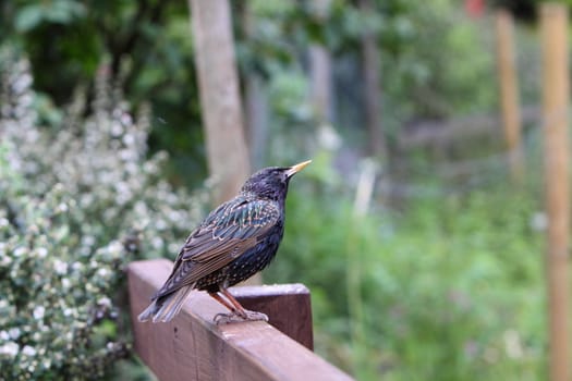 starling