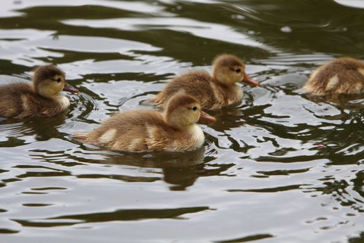 duclings