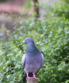 pigeon