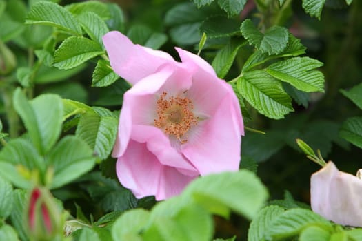 wild pink rose