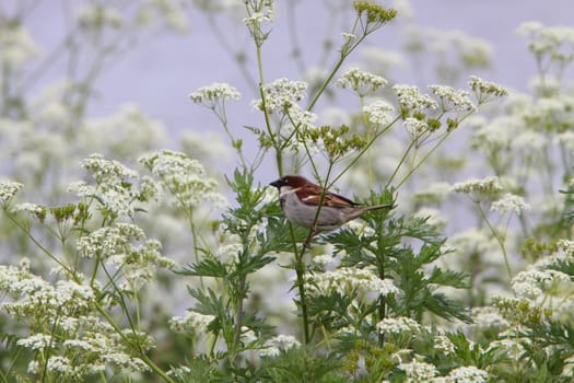 house sparrow