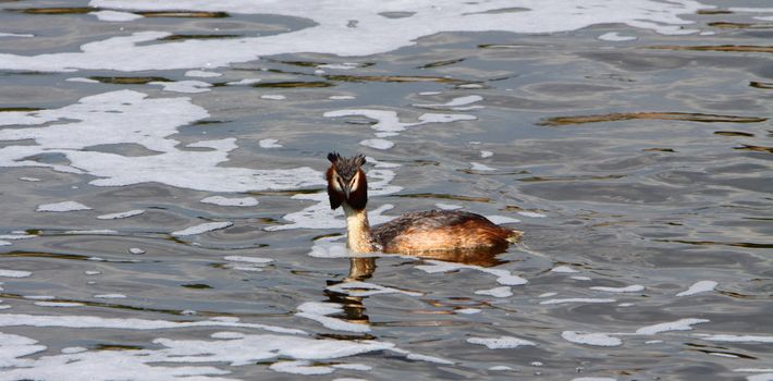 great crested grebe