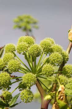 wild angelica