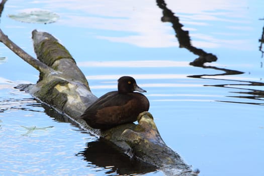 female tufted duck