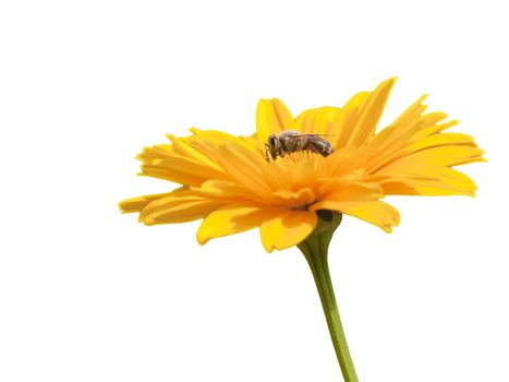An image of a sharp bee in a yellow flower