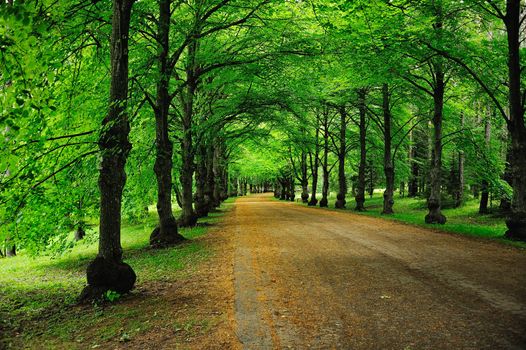 Shady road to park in the summer at midday