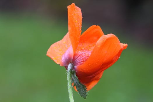 poppy
