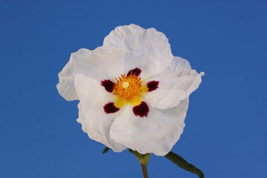 white cistus