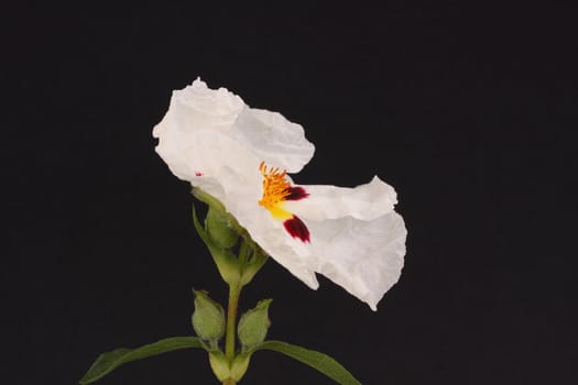white cistus