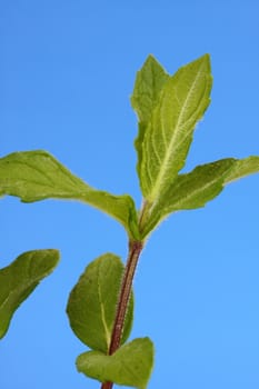 mint leaves