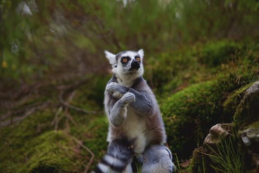 A ring-tailed lemur on guard against unexpected things