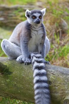 A ring-tailed lemur relaxing in the forrest