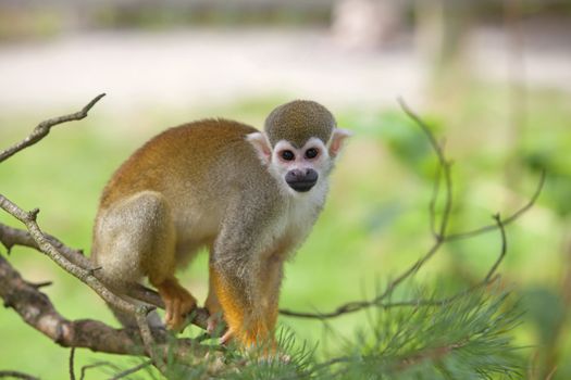 A common squirrel monkey playing in the trees