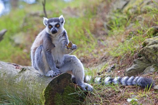 A ring-tailed lemur relaxing in the forrest