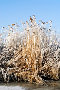 winter landscape with rimed stalks of cane 