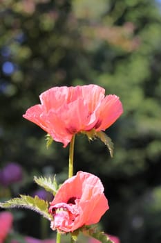 pink poppy