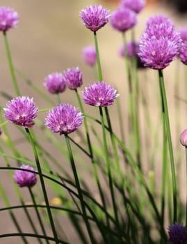chives in flower