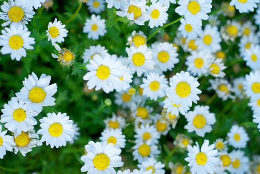 The entire filed of view is white spring daisies with a shallow DOF