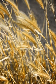 Golden stalks of wheat bent over by the blowing wind