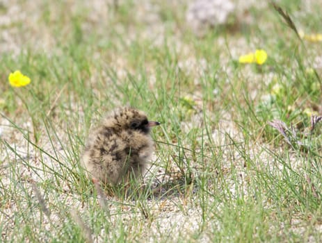 A tiny Artic tern chick in sandy, coastal grasses of Iceland