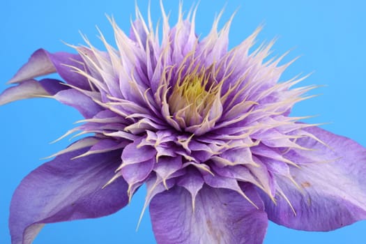 clematis