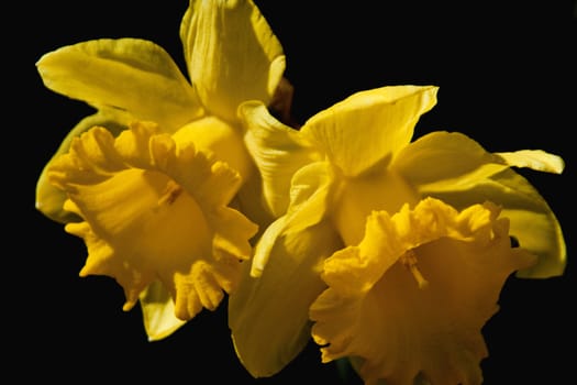 Two daffodil blossoms against black background