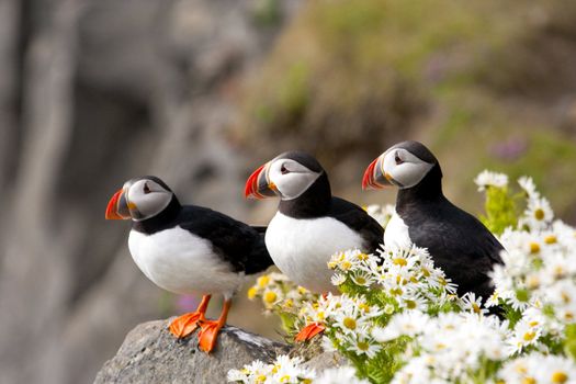 Three Atlantic puffins on rocky, coastal cliffs admid surprising blossoming daisies