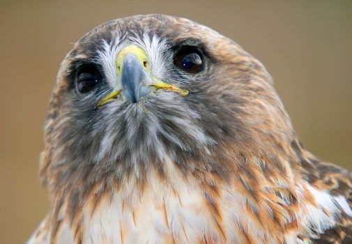 Close-up portrait of red tailed hawk