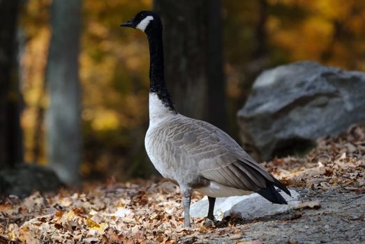 Picture of a Canada Goose in a forest in Autumn
