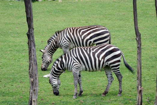 Picture of two zebras in a field on a sunny day