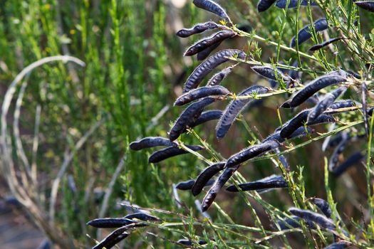 Wild black seed pods with soft focus green plant background