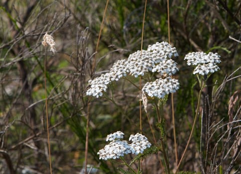 Small white flowers in a fleld  with a soft focus background