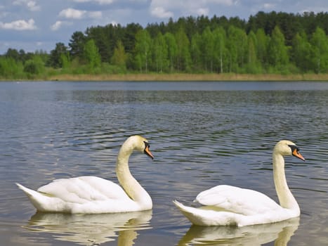 two white swans at the blue lake