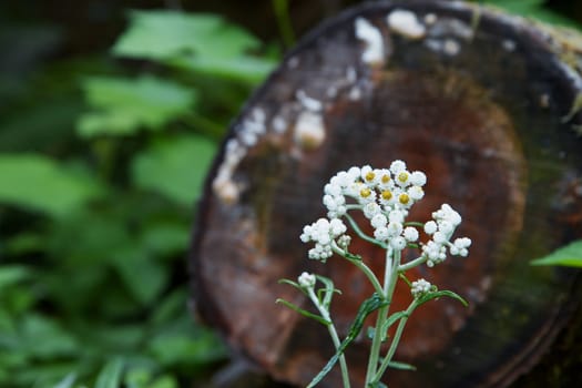 Small white flowers in a fleld  with against a soft focus log