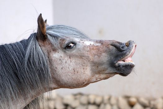 Smiling horse