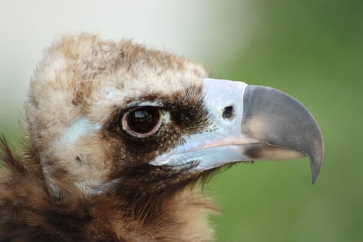 Head of himalayan vulture on the white green background