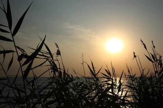 herb silhouette against the background of the rising sun