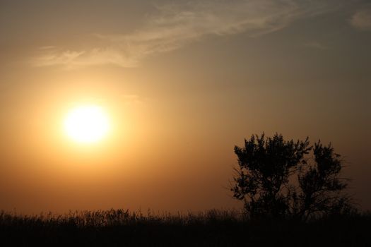 bush silhouette against the background of the rising sun