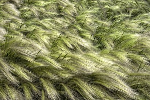 A patch of Foxtails riding the summer breeze.