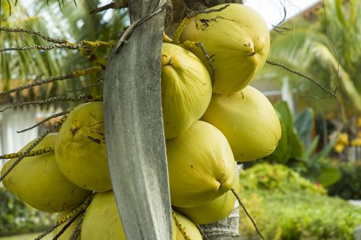 A bunch of coconuts growing an a palm tree